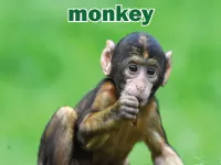 Định nghĩa & cách phát âm từ monkey