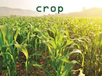 Định nghĩa & cách phát âm từ crop