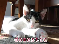 Định nghĩa & cách phát âm từ domestic