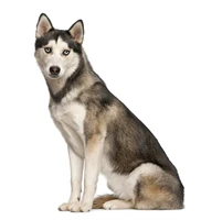 Định nghĩa & cách phát âm từ husky
