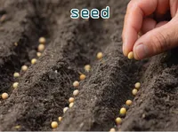 Định nghĩa & cách phát âm từ seed