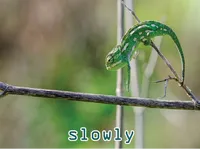 Định nghĩa & cách phát âm từ slowly